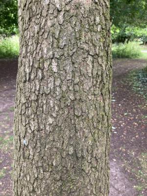 Bark of Oriental Hawthorn Tree