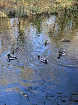 Attenborough Arboretum - Mallard Ducks