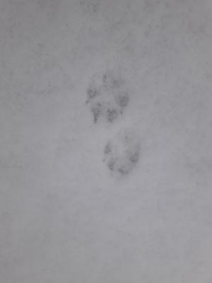Badger prints in the snow
