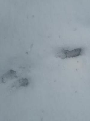 Muntjac deer prints in the snow
