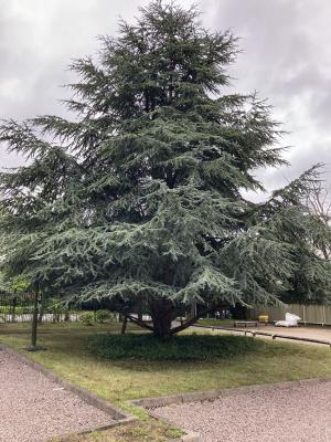 A Blue Cedar Tree