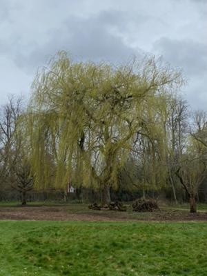 A Golden weeping Willow