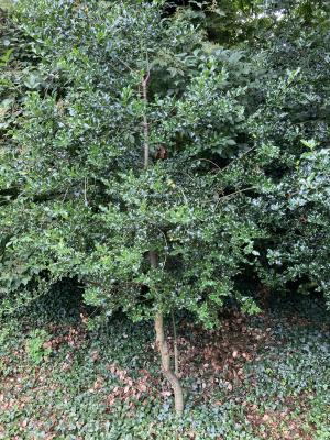 A Holly Tree