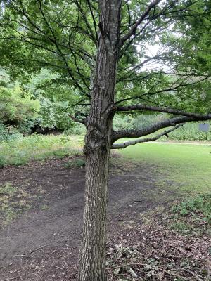 A Sessile Oak Tree