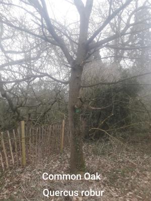./images/trees/winter/common_oak_1.jpg