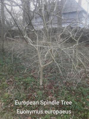 ./images/trees/winter/european_spindle_tree_1.jpg