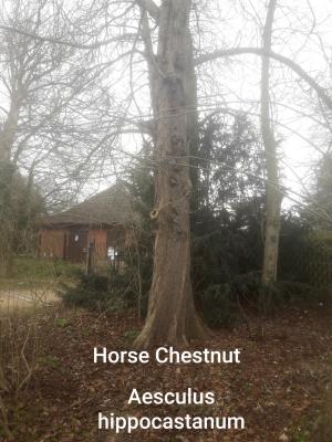./images/trees/winter/horse_chestnut_1.jpg