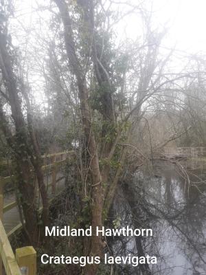 ./images/trees/winter/midland_hawthorn_1.jpg