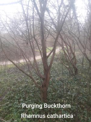 ./images/trees/winter/purging_buckthorn_1.jpg