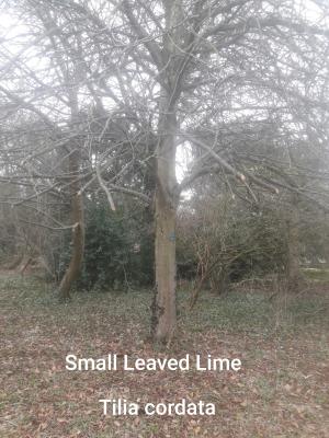./images/trees/winter/small_leaved_lime_1.jpg