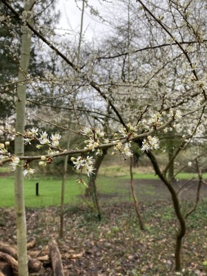 Attenborough Arboretum - Cherry Tree Blosson