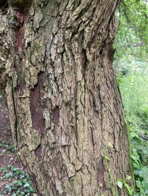 Cockspur Thorn Tree