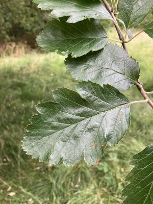 Swedish Whitebeam Tree