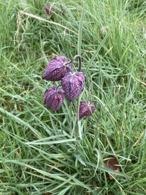 Attenborough Arboretum - Snake's Head Fritillary