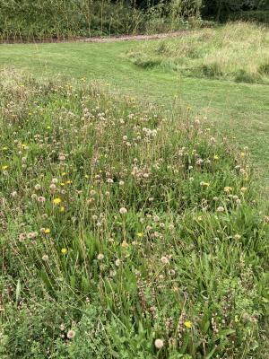 The Wild Meadow Area