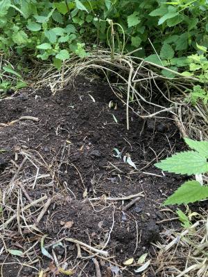 Badger spoil August 2023 in Attenborough Arboretum
